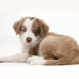 Cute lilac Border Collie puppy, 7 weeks old