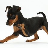 Playful Miniature Pinscher puppy