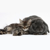 Tabby kitten and blue-grey rabbit
