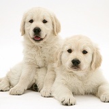 Smiley Golden Retriever pups