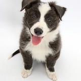 Blue-and-white Border Collie puppy