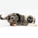 Mini American Shepherd puppy in play-bow