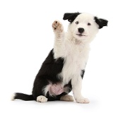 Black-and-white Border Collie puppy waving a paw