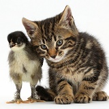 Tabby kitten and chick