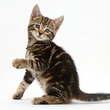 Tabby kitten holding out paw