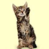 Tabby kitten waving