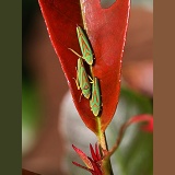 Rhododendron Leaf hoppers on Photinia leaf