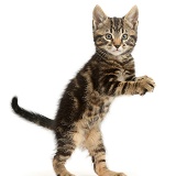 Tabby kitten standing up