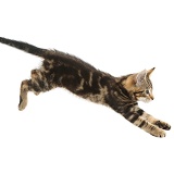 Tabby kitten jumping across