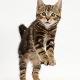 Tabby kitten standing