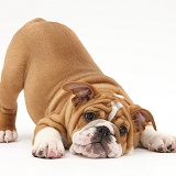 Playful Bulldog pup, 11 weeks old, in play-bow