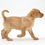 Cute Yellow Labrador puppy walking