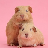 Baby yellow Guinea pigs on pink background