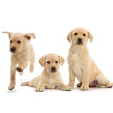 Three yellow Labrador pups