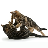 Tabby cats play-fighting