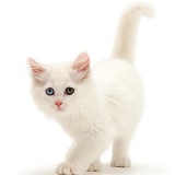 White kitten walking