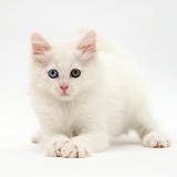 White kitten crouching