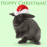 Hoppy Christmas bunny