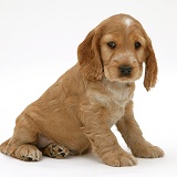 Golden Cocker Spaniel puppy