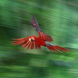 Green-winged Macaw in flight