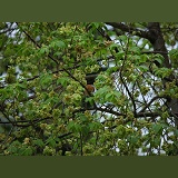 Hazel Dormouse in Wychelm tree