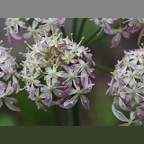 Hogweed flowers