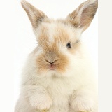 Baby bunny portrait with paws up
