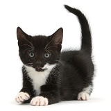 Playful black-and-white kitten