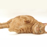 Ginger cat lying on side