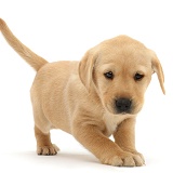 Cute playful Yellow Labrador puppy standing