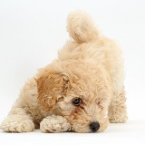 Cute playful Poochon puppy, 6 weeks old