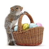 Young Grey Squirrel with wicker basket of Easter eggs