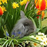 Young rabbit among Spring flowers