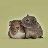 Two young Guinea pigs on khaki background