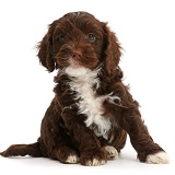 Chocolate Cockapoo puppy