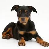 Kelpie puppy, lying with head up