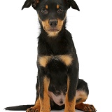 Kelpie puppy, sitting