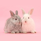 White and silver young Lop rabbits on pink background