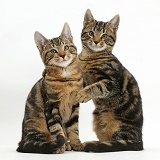 Tabby cats together, one with arm around the other