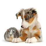 Tricolour merle Collie puppy and Guinea pig