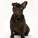 French Bulldog sitting