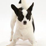Papillon x Jack Russell in play-bow