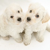 Cute Woodle puppies looking up