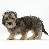 Dandie Dinmont Terrier puppy standing
