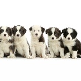 Five Border Collie puppies sitting in a row