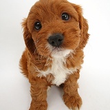 Cavapoo puppy sitting and looking up