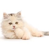 Persian kitten lying with chin on paw