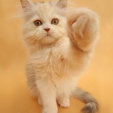 Bro Fist Persian kitten