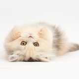 Persian kitten lying on her back