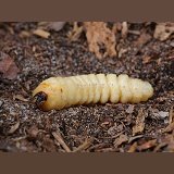 Tanner Beetle larva